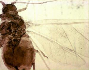 Scymnus taishuensis Sasaji Coccinellidae (Sasaji, 1971)